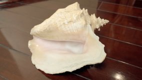 Huge beautiful sea shell on a lacquered mahogany floor. Shot in motion. Macro. Closeup - Powered by Shutterstock - Get 15% off with code: PIKWIZARD15