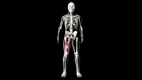 This video shows the gluteus muscles
