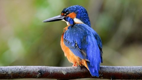 Beautiful nature scene with Common kingfisher (Alcedo atthis). Wildlife shot of Common kingfisher (Alcedo atthis) on the branch