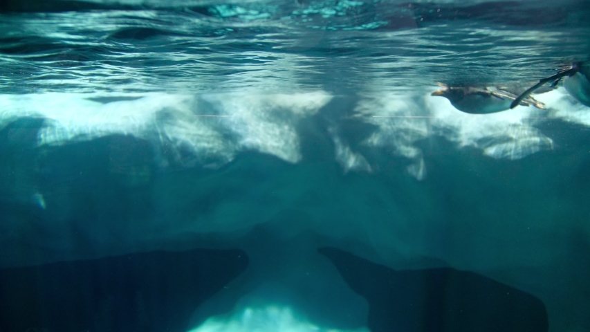 Beautiful 4k footage of penguins diving and swimming in cold ocean water next to big iceberg Royalty-Free Stock Footage #1043274268