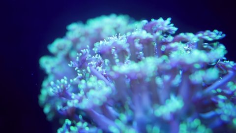 Macro 4k footage of fluorescent anemone slowly moving its tentacles. Marine underwater life on coral reef. Perfect tranquil background or backdrop of nature