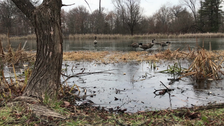 Canadian geese standing and eating bread on frozen ice, geese eating on a frozen pond in winter, large birds in winter, frozen pond with Canadian geese walking on the frozen ice. 