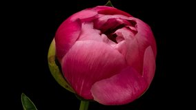 Macro timelapse video of beautiful pink peony blooming