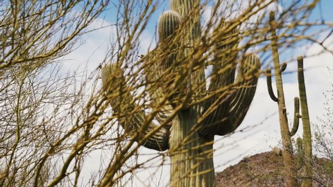 camera slides behind bush to reveal epic large saguaro cactus under blue summer sky in arizona national park desert
