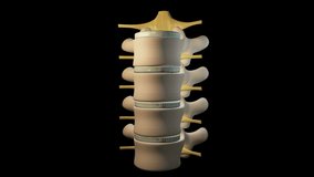 This video shows the spine segment movements