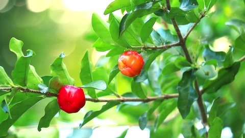 Acerola cherry has contains vitamin A, beta carotene, lycopene and carotene and very high levels of natural vitamin C 65 times more than fresh oranges