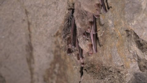 Speleological surveys in a deep cave. A group of small brown bats are sleeping on the ceiling of the cave. Wild bats in the natural environment 4k