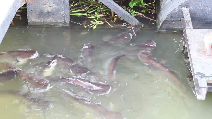 Group of Pangasius Sutchi Fish Stock Footage Video (100% Royalty-free ...