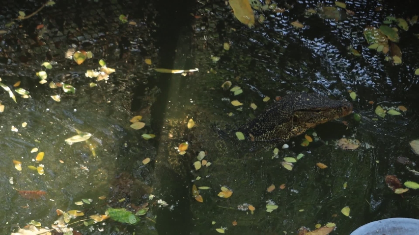 Water Monitor or Varanus salvator animal swimming  in river , video footage slow motion
