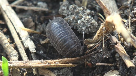 Courtship rituals of insects and Mating Woodlouse, crustacean monophyletic suborder Oniscidea, isopods. View Macro insect in wildlife
