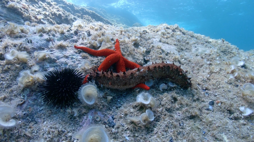 A red sea star with a sea cucumber and an urchin on a rock underwater in the Mediterranean sea, France
