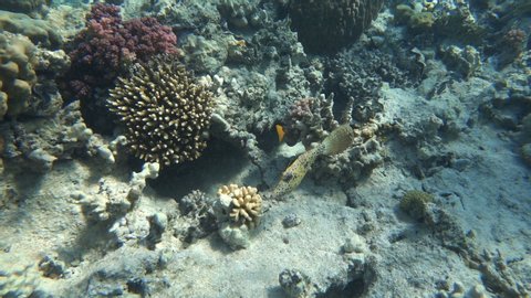 Scribbled Leatherjacket Filefish (Aluterus Scriptus) on the coral reef.