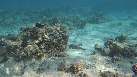 Scribbled Leatherjacket Filefish (Aluterus Scriptus) on the coral reef.