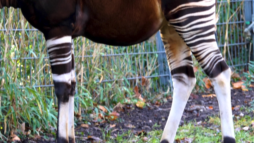 Okapi image - Free stock photo - Public Domain photo - CC0 Images