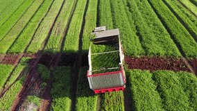 Coriander picker processing rows in a large field, Aerial follow footage. 