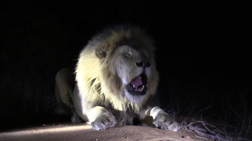 Lion Roaring loudly image - Free stock photo - Public Domain photo ...