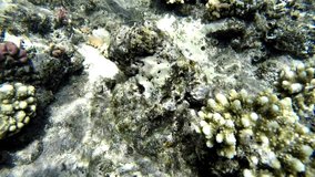 Coral reefs of the Red Sea snorkeling holiday video