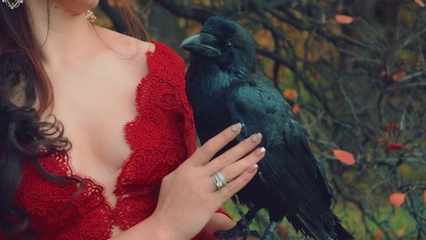 female hand strokes touches huge black raven. Silver Ring on finger. Woman holding bird crow. Shooting without face crop cut off. Medieval queen woman. Red dress vintage deep neckline bare sexy chest