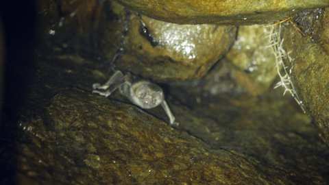Common Vampire Bat (Desmodus rotundus) roosting in a very humid cave  in Western Ecuador. It displays the razor sharp teeth used to cut the skin of its prey.  This species can transmit  rabies.