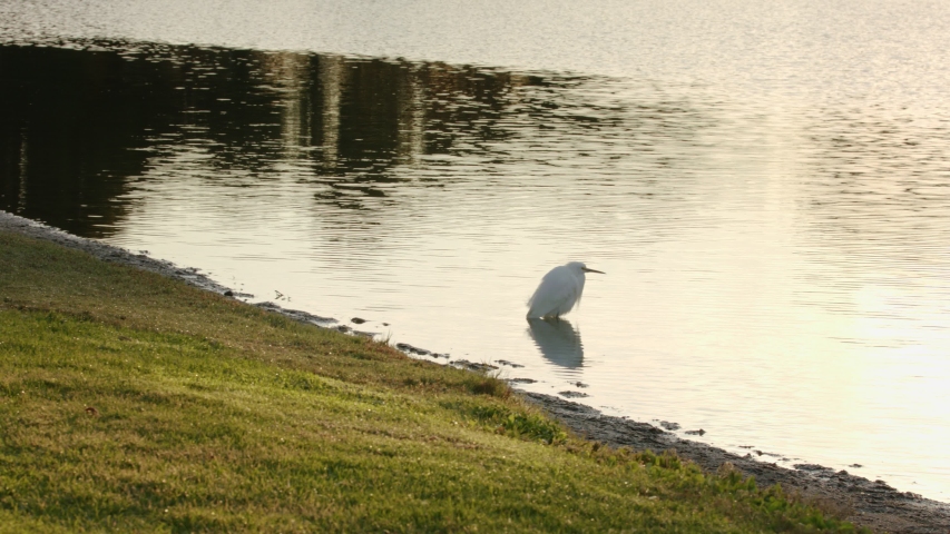 Snowy Egret in a pond at dawn