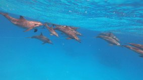 Dolphins swimming, jumping and playing. Dolphins frequently leap above the water surface.