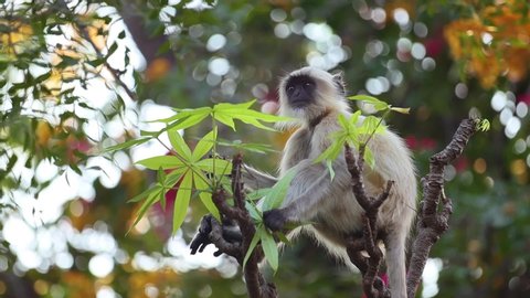 Gray langur (Semnopithecus), also called Hanuman langur is a genus of Old World monkeys native to the Indian subcontinent. Ranthambore National Park Sawai Madhopur Rajasthan India