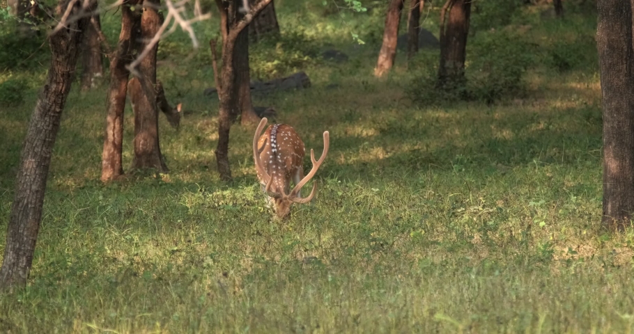 Bautiful male chital or spotted deer grazing in Ranthambore National Park, Rajasthan, India