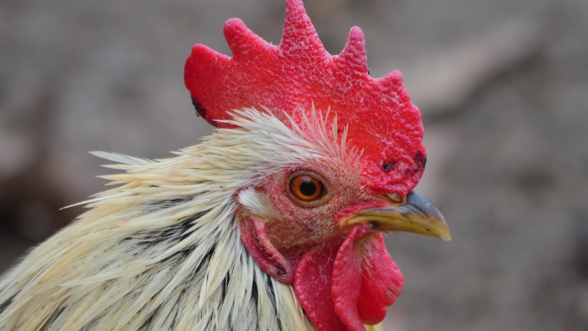 Close up of white male chicken rooster profile to the right.