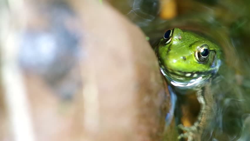 a frog is resting in the shallow stream