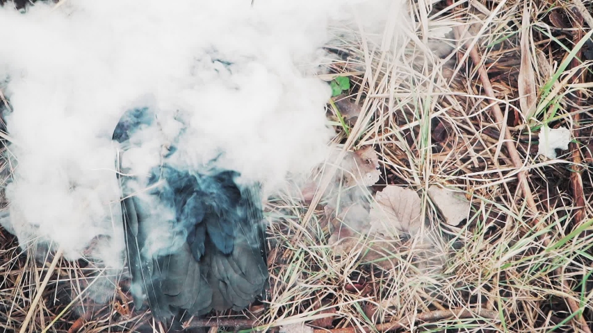 from the smoke appears a Dead black crow, which lies in the dry grass. Empty space for text. Mystic, demonic bird. Evil spirit, witch. Slow motion