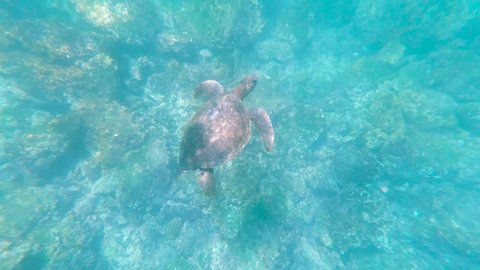 Cute turtle swimming underwater in clear blue ocean sea. Beautiful tortoise swimming in natural wild habitat. View of coral reef, underwater scene. Footage Shot in San Cristobal, Santa Cruz, Galapagos