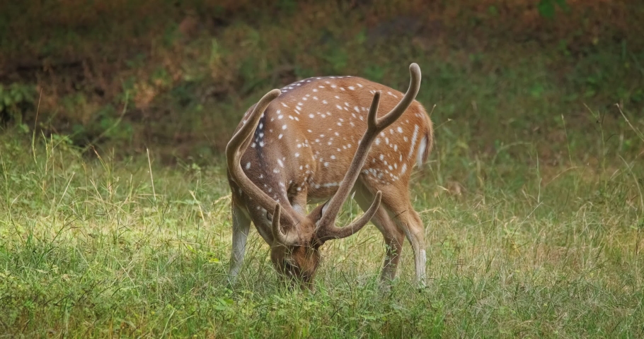 Bautiful male chital or spotted deer grazing in Ranthambore National Park, Rajasthan, India