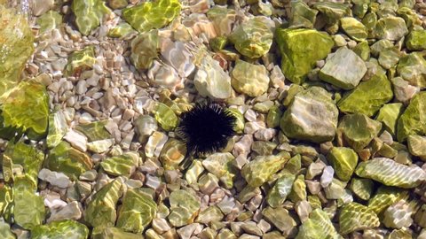 Black sea urchin lies underwater on stones. Sea urchin Echinothrix diadema, commonly called diadema urchin or blue-black urchin, underwater at bottom. Water slow motion.
