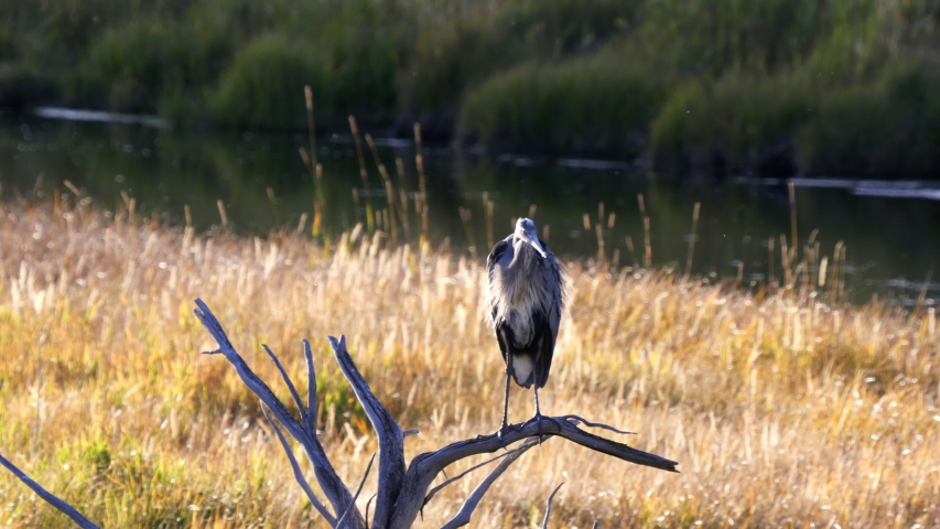 a great blue heron perched on a tree faces the camera at yellowstone national park in wyoming, usa