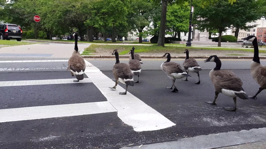 herd of geese crossing the street