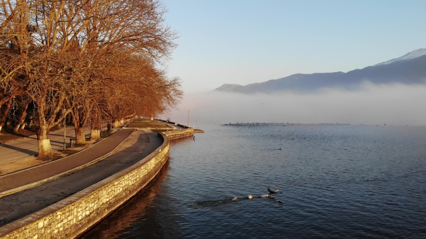 AERIAL Birds playing enjoying warm winter morning light along lake seafront of Ioannina lake in Greece with distant fog mountains and large bird group