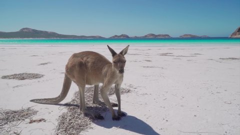 Slow-motion handheld clip of a kangaroo standing in the beach, turquoise ocean in the background.