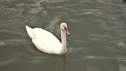 Swan swimming and joining two young swans for feeding at the dock