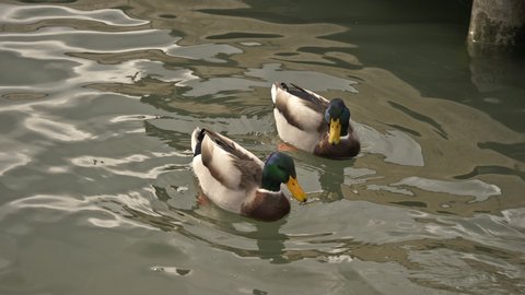 Ducks swimming in pond feeding, mallard ducks in calm pond eating