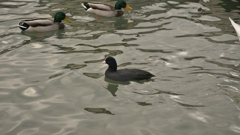 Common coot, eurasian coot swimming stealing food from swans and swims away with the loot