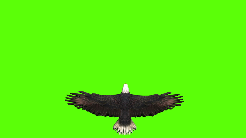 Bald Eagle in Top View on a Green Screen Royalty-Free Stock Footage #1043409712