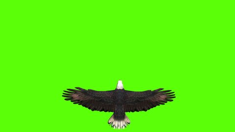 Bald Eagle in Top View on a Green Screen
