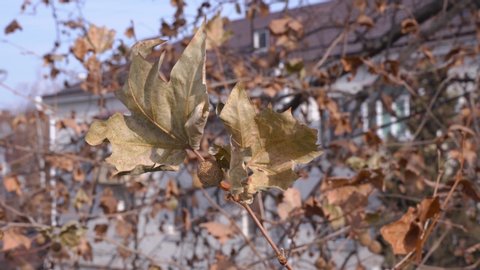 Sycamore Tree Seed Pod Stock Video Footage 4k And Hd Video Clips Shutterstock Sycamore Tree Seed Pod Stock Video Footage 4k And Hd Video Clips Shutterstock
