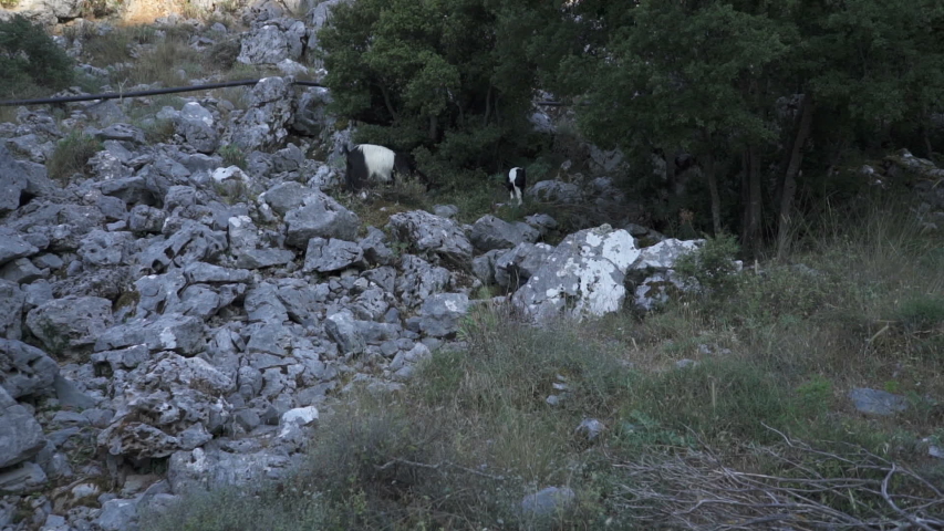 Wild mountain goat on rocky mountain