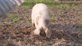 Large piglet sniffing and foraging in mud