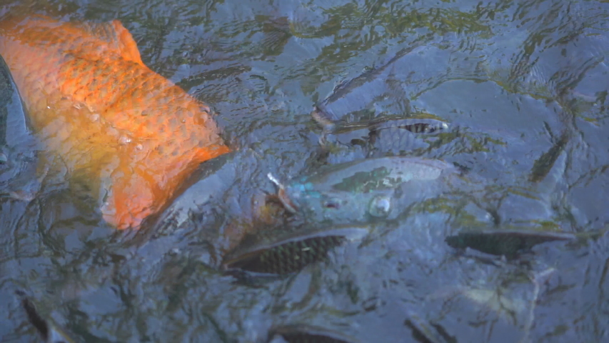 Slow motion feeding fish in pond, many fish nile tilapia eating food in farm agriculture, animal farm agriculture, organic farm animals in river, relaxing for tourist travel to feed and lookin fish 