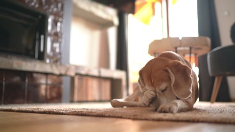 Funny beagle dog lying on the living room carpet, licking its front paw and then washing with paw a snout. Cute pets at home 4K UHDTV concept footage.