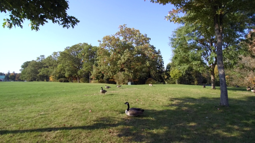 Following Canadian Geese In A Park