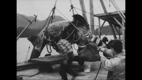 CIRCA 1962 - Whalers catch their prey, and prod its body once its been brought on their boat.