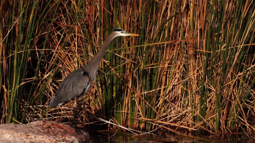great blue heron looking for fish in clark county wetlands park in henderson nevada